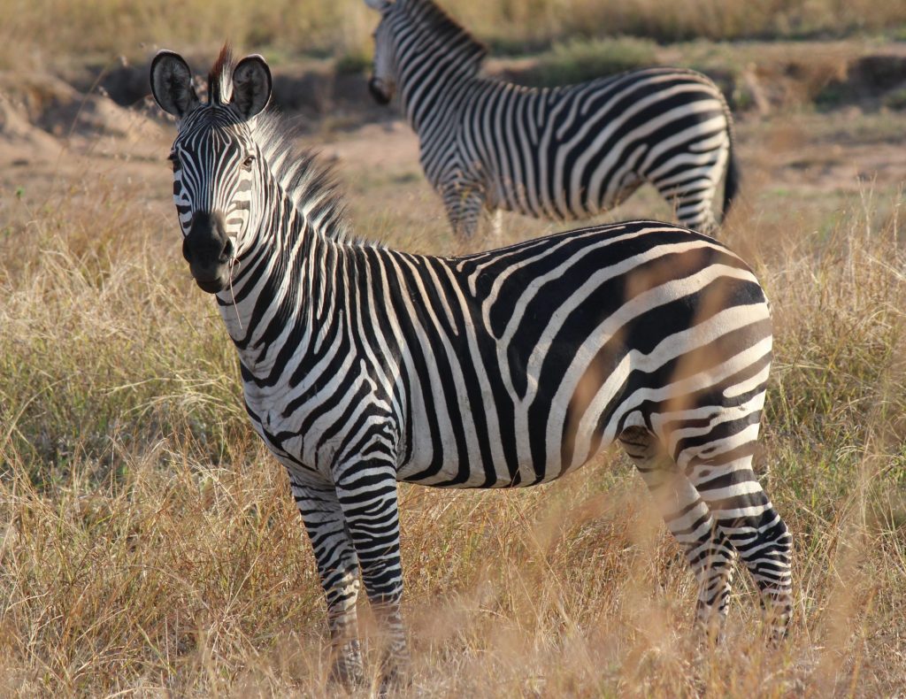 Zanimljivosti o Tanzaniji i Zanzibaru … divljina, istorija i priroda koja se retko vidja