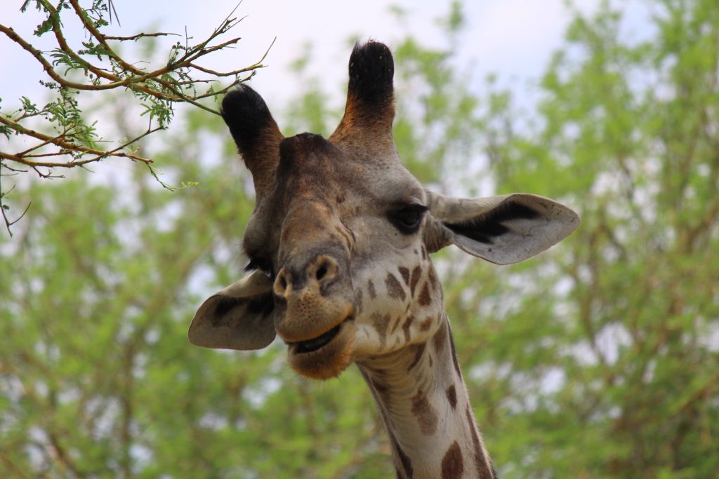 Mikumi nacionalni park (Tanzanija) i priča o divljim životinjama