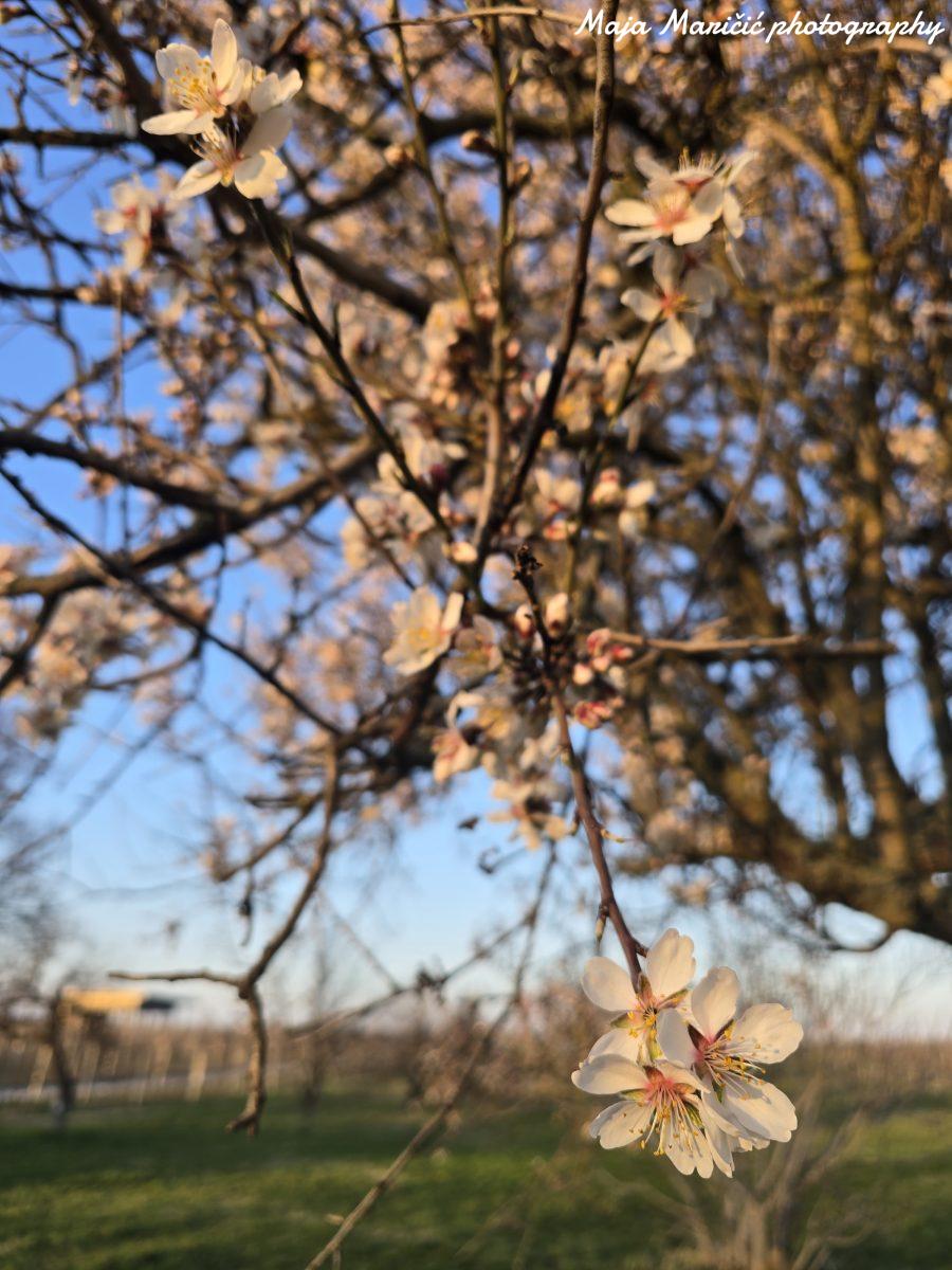 osmomartovski vikend u Beogradu
