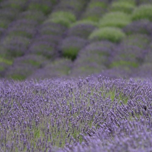 Polje lavandi u selu Bukovo (Fruška gora)
