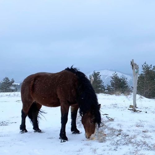 Stolovi i divlji konji
